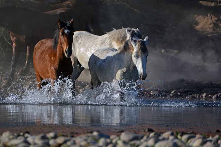 mustangs